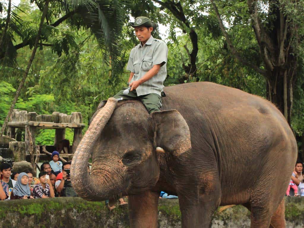 Atraksi Gajah Main Harmonika di Gembira Loka Zoo